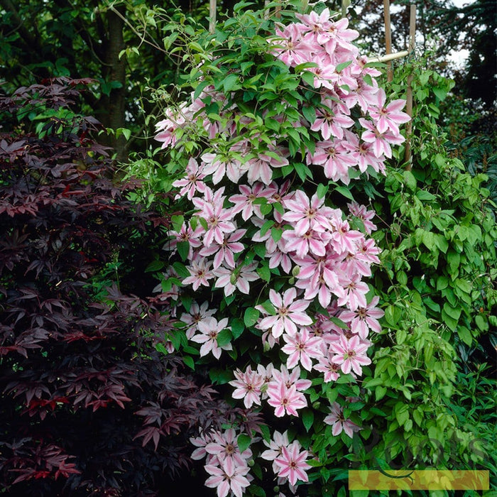 Clematis "Nelly Moser" la Ghiveci, 1 Bucata, 120 cm