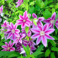 Clematis-Nelly-Moser-la-Ghiveci-1-Bucata-4 - Pepiniera României