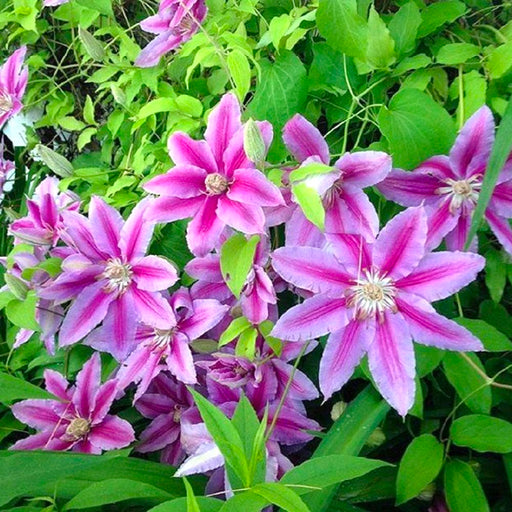 Clematis "Nelly Moser" la Ghiveci, 1 Bucata, 120 cm