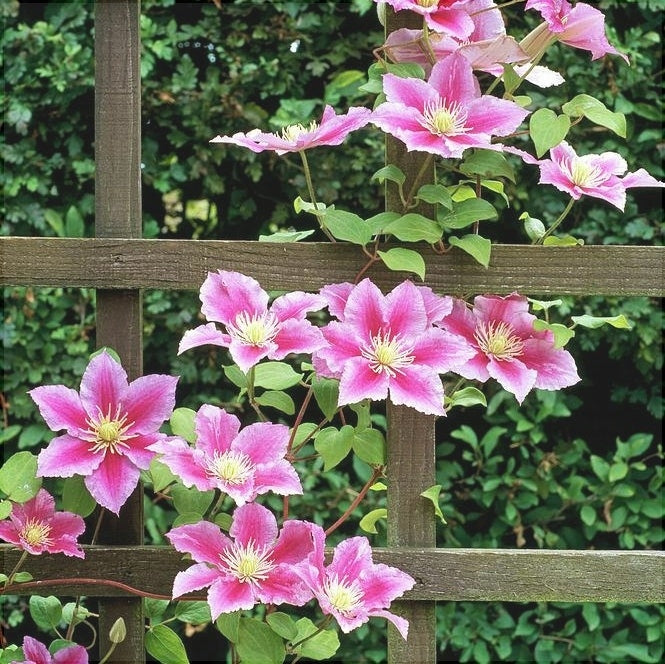 Clematis "Piilu" la Ghiveci, 1 Bucata, 120 cm