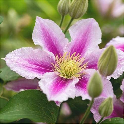 Clematis-Piilu-la-Ghiveci-1-Bucata-4 - Pepiniera României
