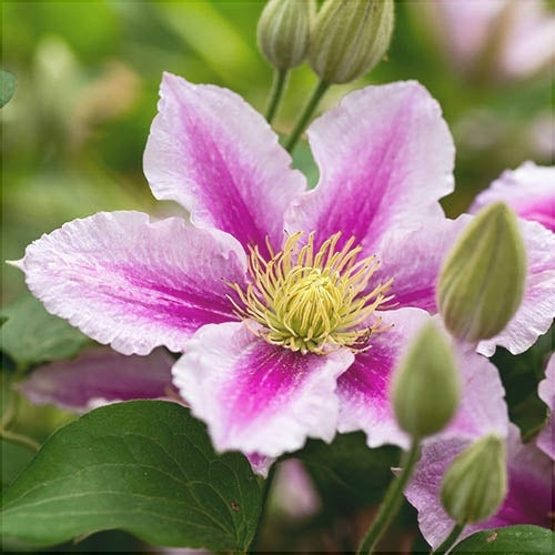 Clematis "Piilu" la Ghiveci, 1 Bucata, 120 cm
