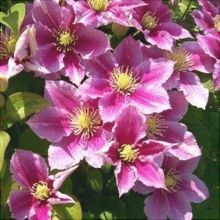 Clematis-Piilu-la-Ghiveci-1-Bucata-6 - Pepiniera României