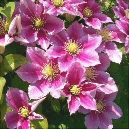 Clematis "Piilu" la Ghiveci, 1 Bucata, 120 cm