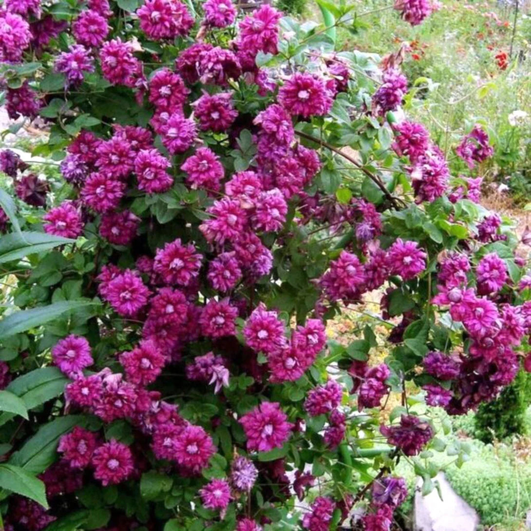 Пышно цветущий клематис Purpurea Plena Elegans с розово-фиолетовыми махровыми цветами в саду