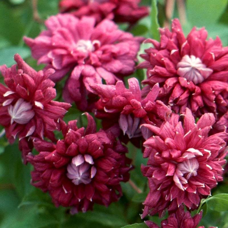 Clematis-Purpurea-Plena-Elegans-la-Ghiveci-1-Bucat-5 - Pepiniera României