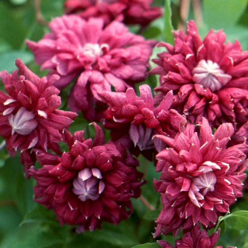 Клематис Purpurea Plena Elegans с махровыми темно-розовыми цветами на фоне зелёных листьев