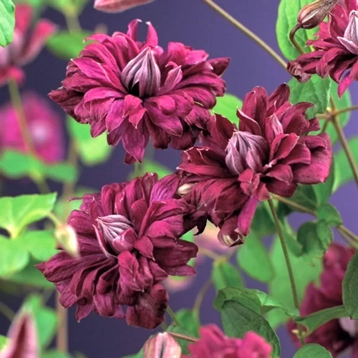 клематис Purpurea Plena Elegans с крупными махровыми бордовыми цветами на фоне зелёных листьев