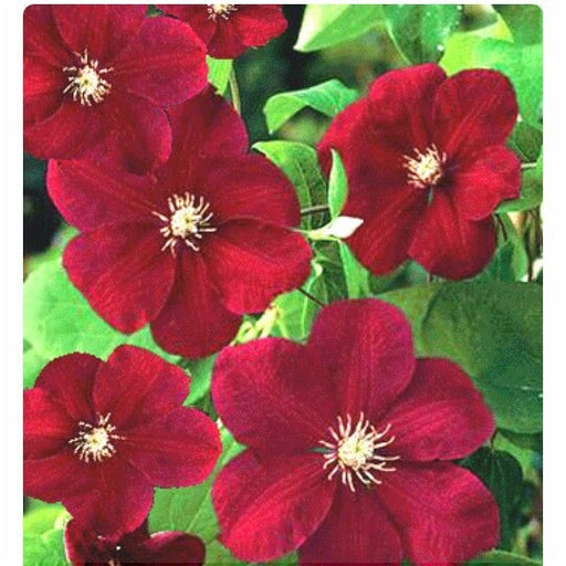 Clematis "Rouge Cardinal" la Ghiveci, 1 Bucata, 120 cm