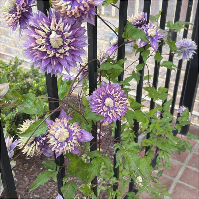 Clematis "Taiga" la Ghiveci, 1 Bucata, 120 cm