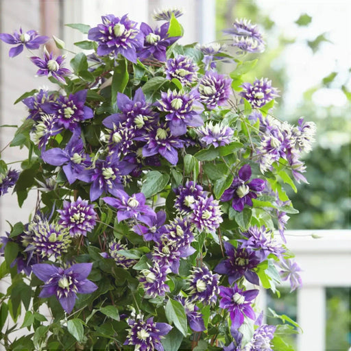 Clematis "Taiga" la Ghiveci, 1 Bucata, 120 cm