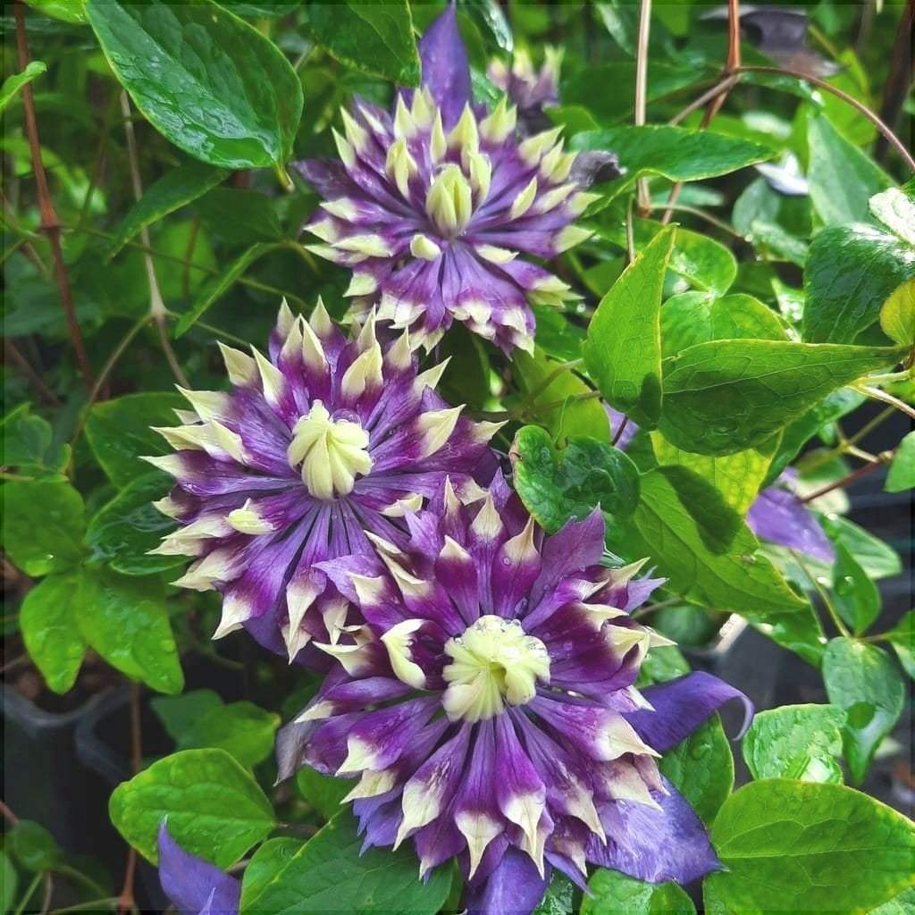 Clematis-Taiga-la-Ghiveci-1-Bucata-9 - Pepiniera României