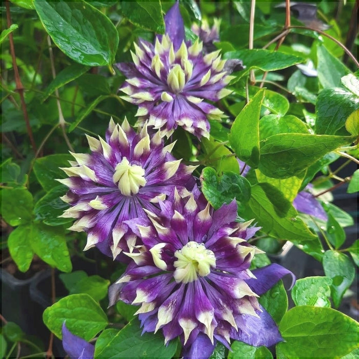Clematis "Taiga" la Ghiveci, 1 Bucata, 120 cm