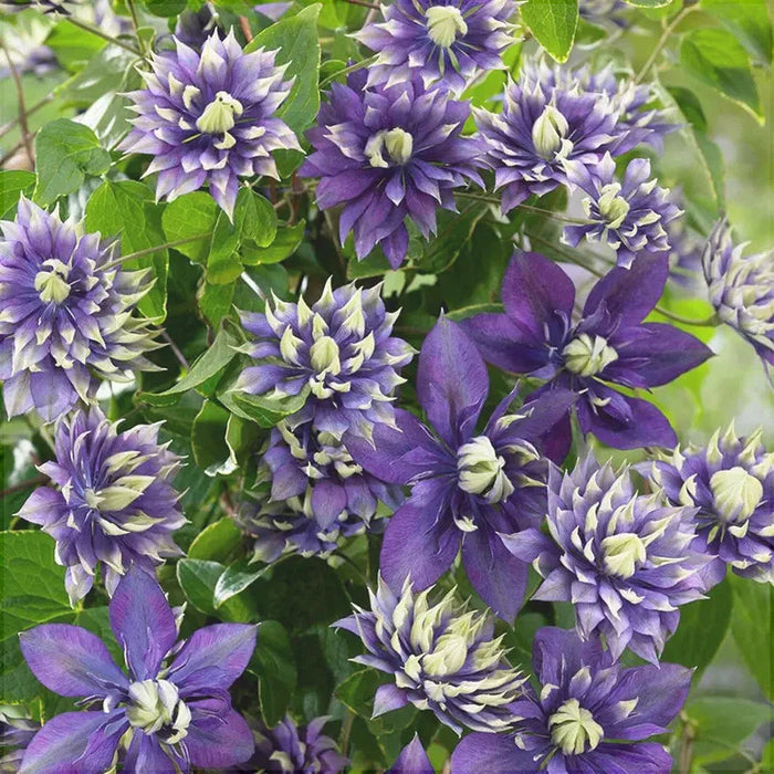 Clematis "Taiga" la Ghiveci, 1 Bucata, 120 cm