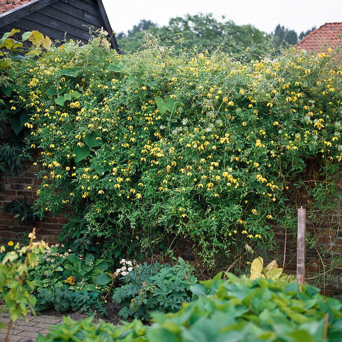 Clematis "Tangutica" la Ghiveci, 1 Bucata, 120 cm