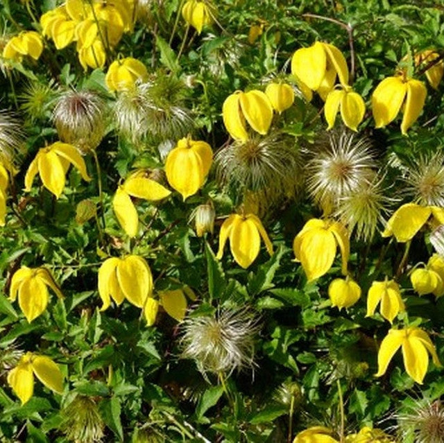 Clematis "Tangutica" la Ghiveci, 1 Bucata, 120 cm