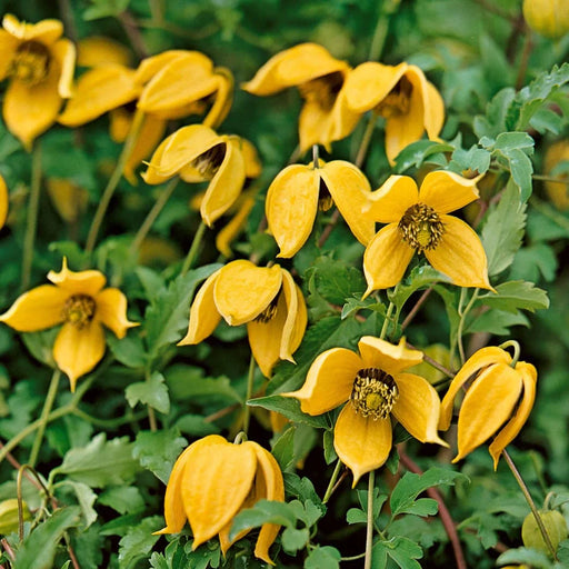 Clematis "Tangutica" la Ghiveci, 1 Bucata, 120 cm