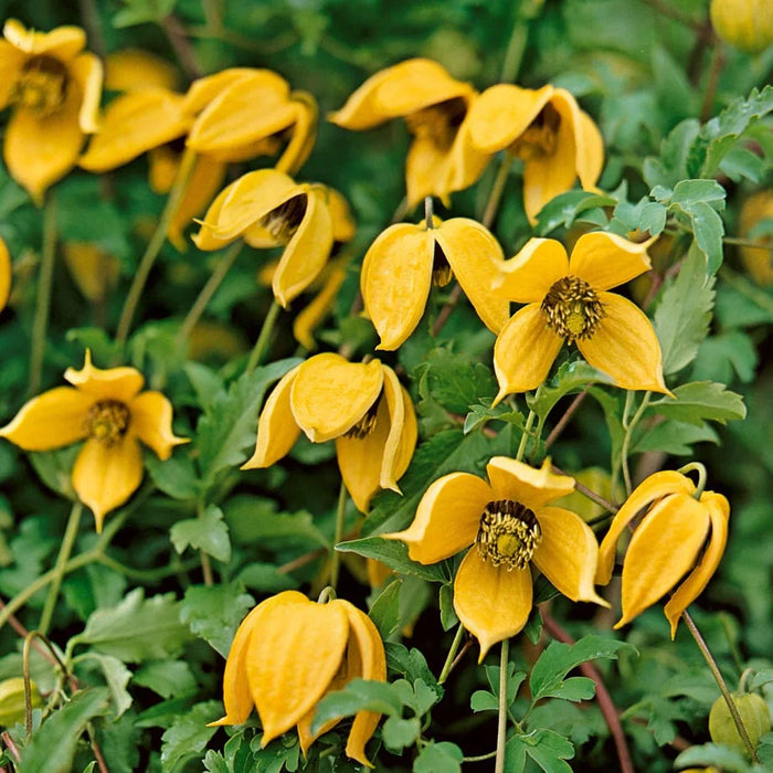 Clematis "Tangutica" la Ghiveci, 1 Bucata, 120 cm