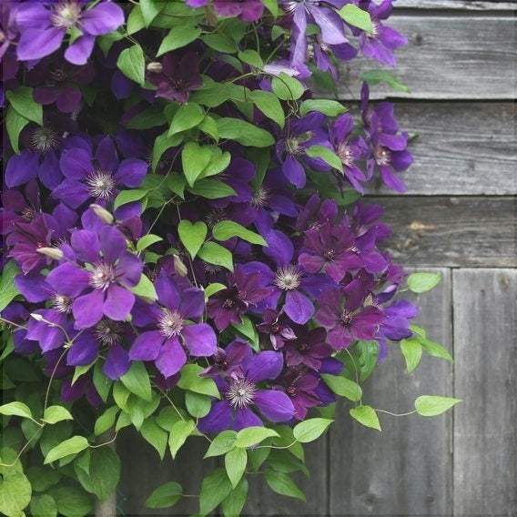 Clematis-Warzawska-Nike-la-Ghiveci-1-Bucata-2 - Pepiniera României