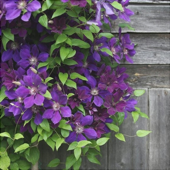 Clematis "Warzawska Nike " la Ghiveci, 1 Bucata, 120 cm