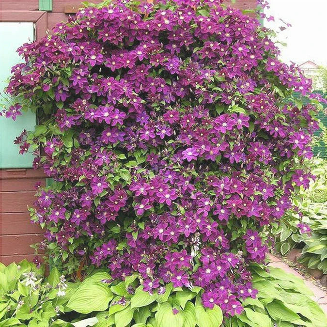 Clematis "Warzawska Nike " la Ghiveci, 1 Bucata, 120 cm