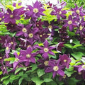 Clematis-Warzawska-Nike-la-Ghiveci-1-Bucata-4 - Pepiniera României