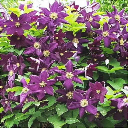 Clematis "Warzawska Nike " la Ghiveci, 1 Bucata, 120 cm