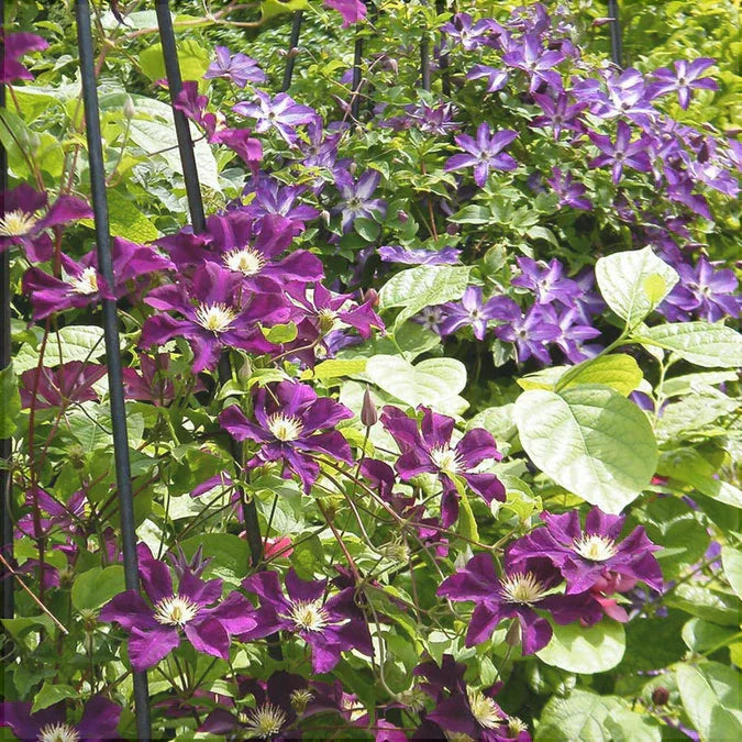 Clematis "Warzawska Nike " la Ghiveci, 1 Bucata, 120 cm