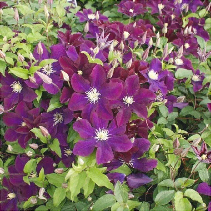 Clematis "Warzawska Nike " la Ghiveci, 1 Bucata, 120 cm
