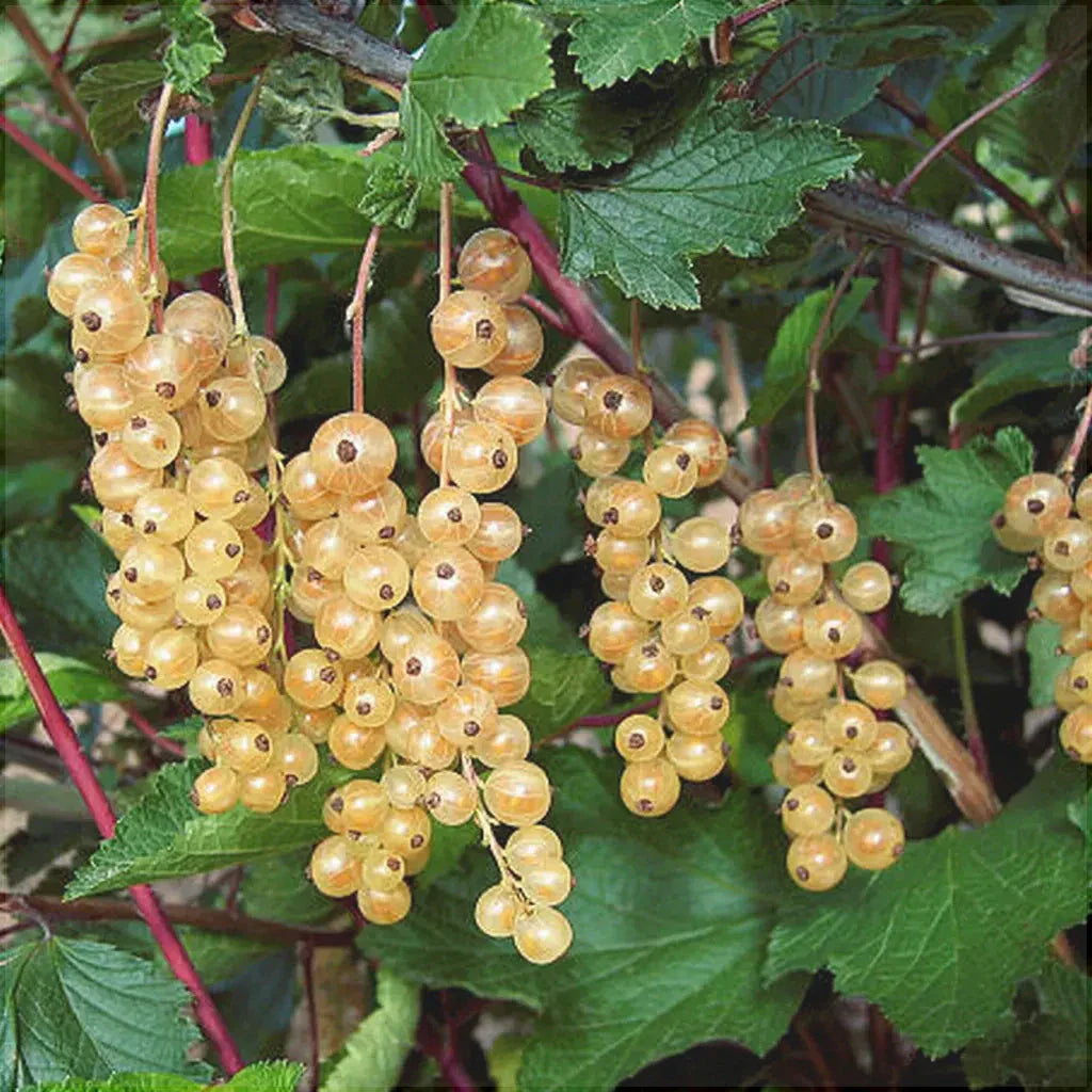 Pachet Mixt Zmeur, Mur, Coacăz, Aronia, Agriș, 10 Bucăți
