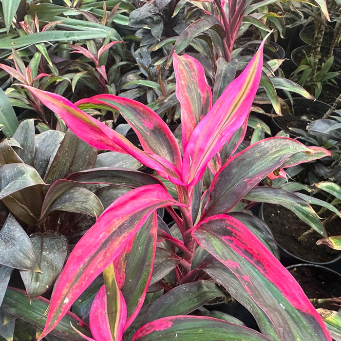 Cordyline "Red Star"