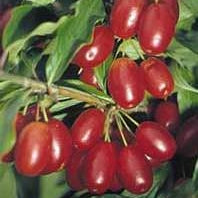 Corn la Ghiveci, 1 Bucată