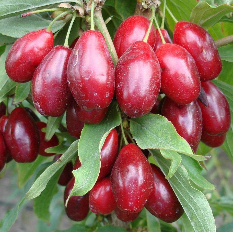 Corn la Ghiveci, 1 Bucată