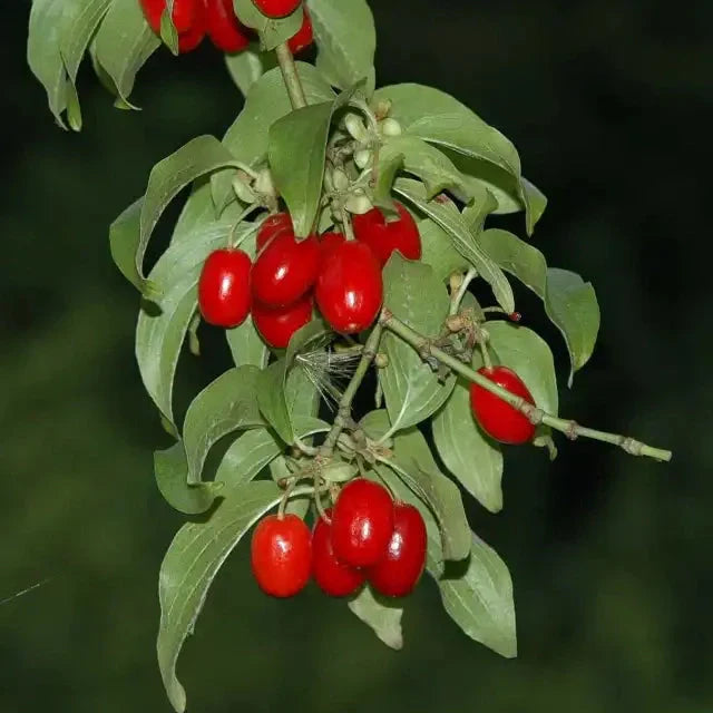 Corn la Ghiveci, 1 Bucată