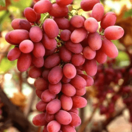 Crimson_Seedless_ed730109-c19b-4918-b5de-bc11b5abe045 - Pepiniera României