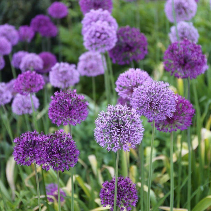 Bulbi de Allium "Aflatunense", 2 Bucati
