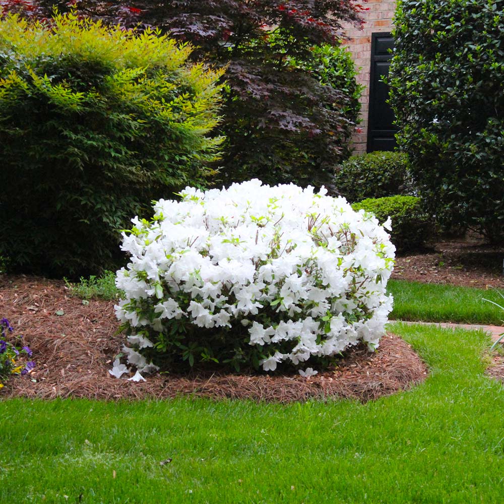 Azalea indica White Symphony, la ghiveci