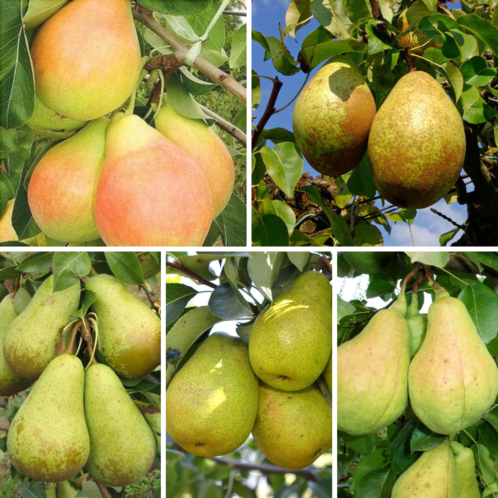 Pachet Mixt Păr 20 bucăți