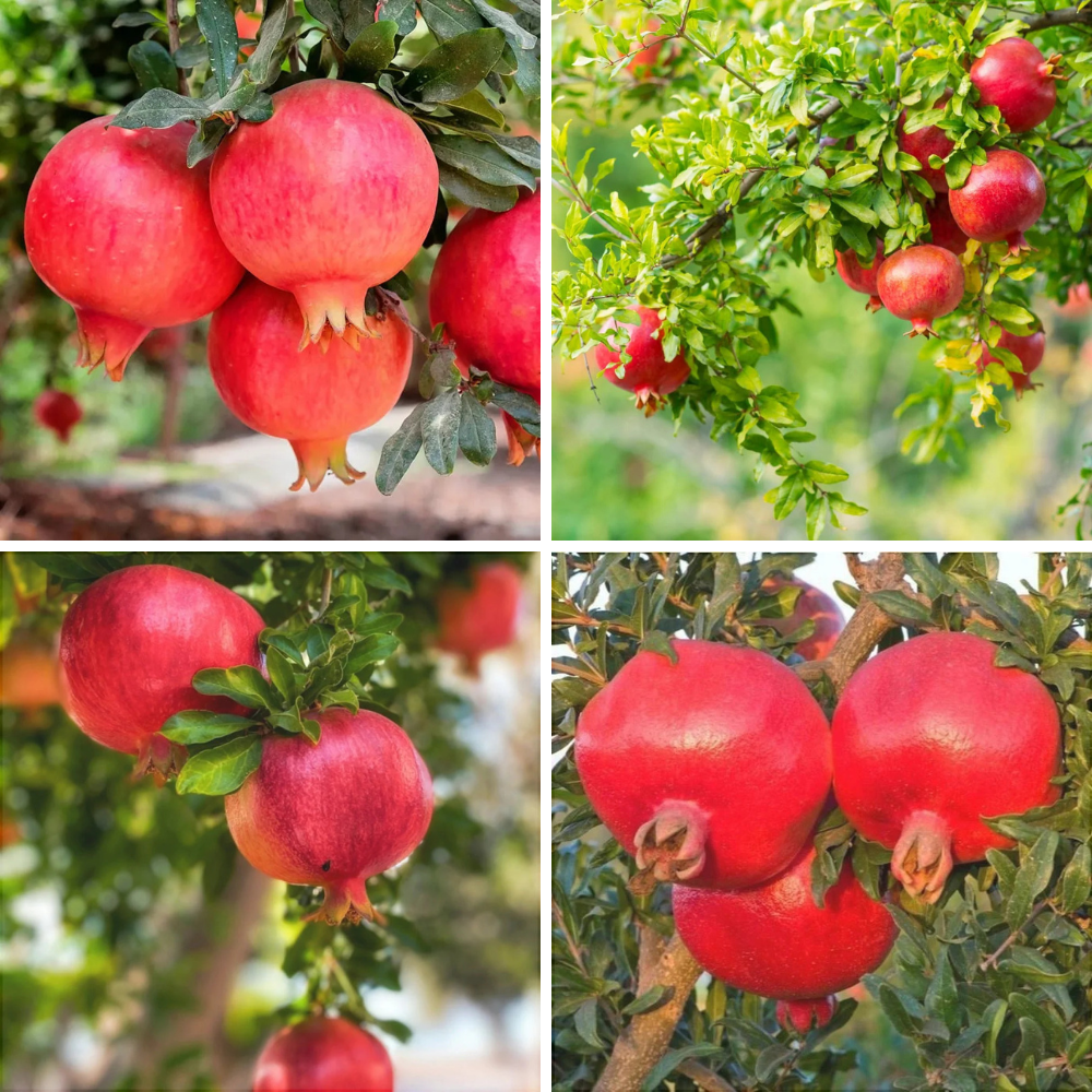 Pachet Mixt Rodiu 5 Bucăți