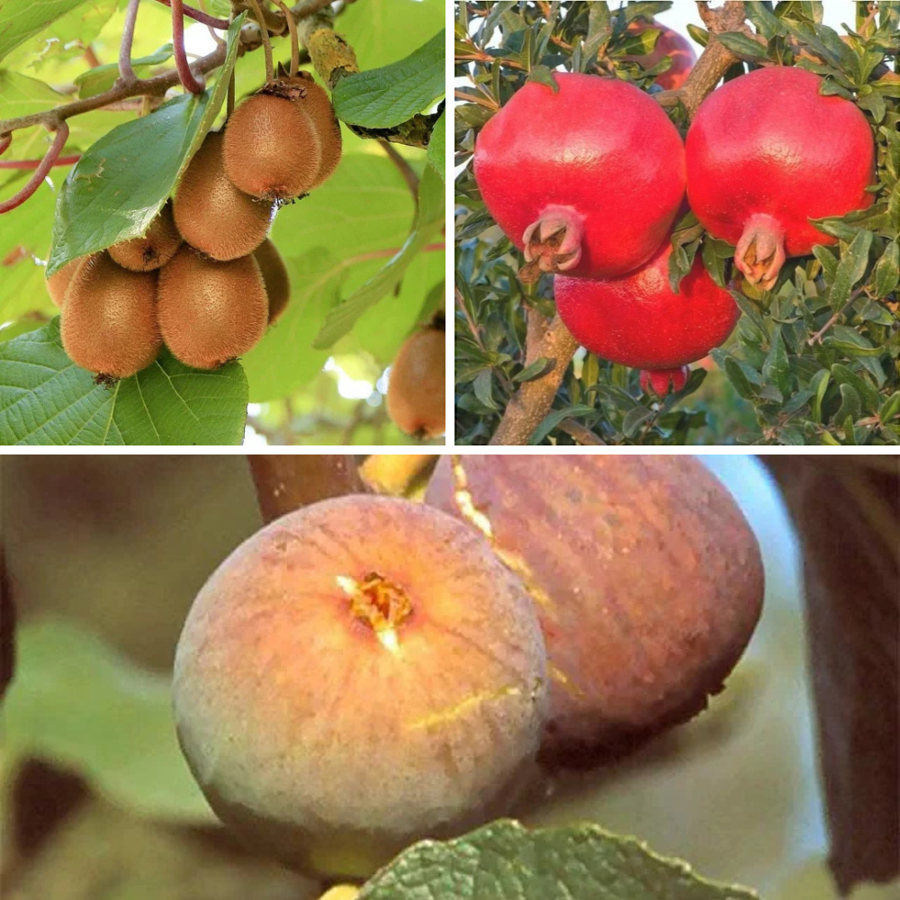 Pachet Mixt 2 Rodii, 2 Smochini, Kiwi, 5 Bucăți