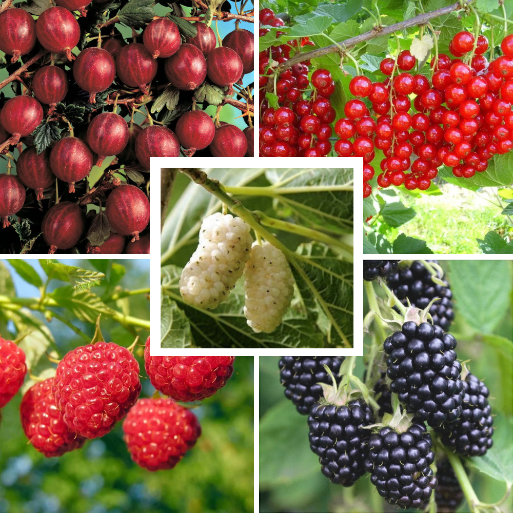 Pachet Mixt Agriș, Coacăz, Mur, Zmeur, Dud, 10 Bucăți