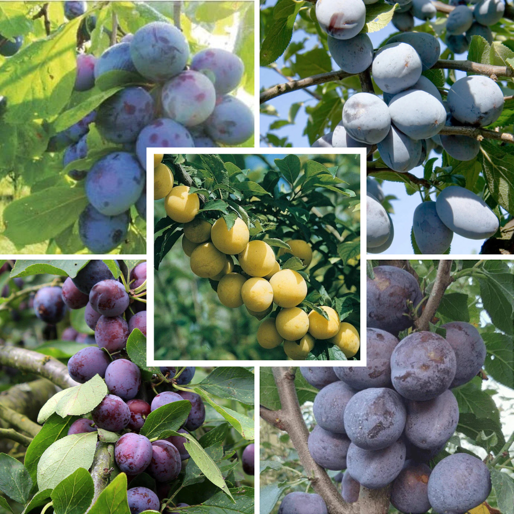 Pachet Mixt Prun 10 Bucăți