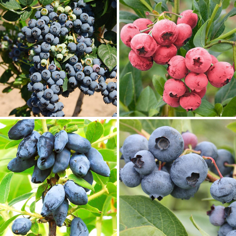 Pachet Mixt Afin 5 Bucăți