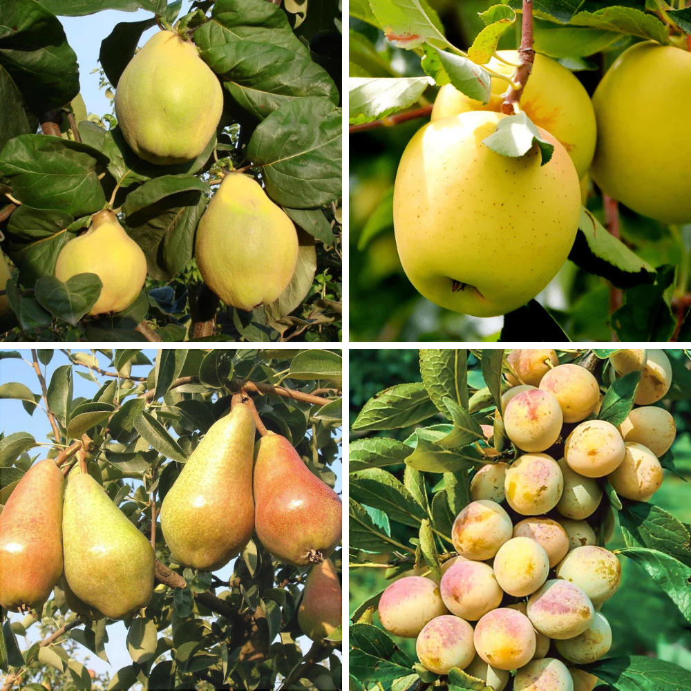 Pachet Mixt 2 Meri, Păr, Prun, Gutui, 5 Bucăți