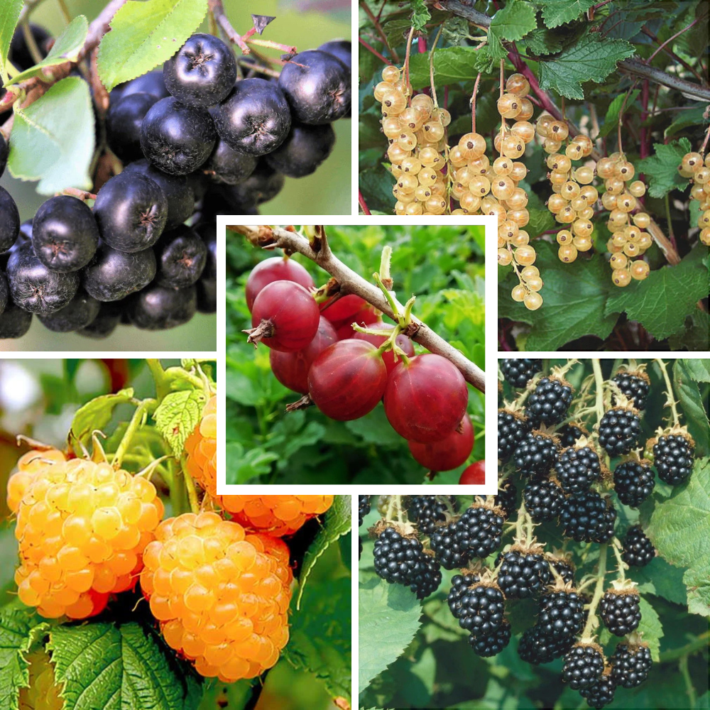 Pachet Mixt Zmeur, Mur, Coacăz, Aronia, Agriș, 10 Bucăți