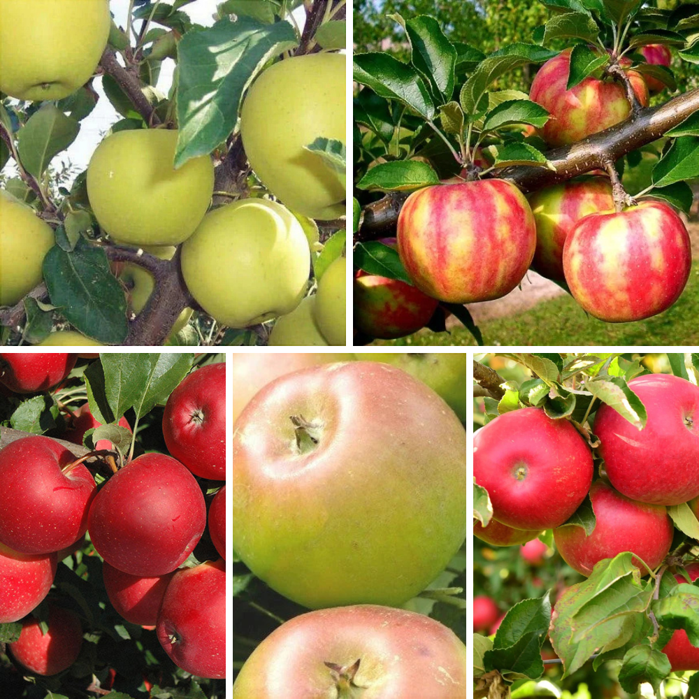 Pachet Mixt 3 Măr 10 Bucăți