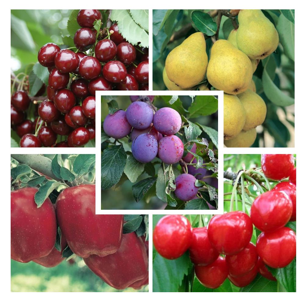 Pachet Mixt Cireș, Vișin, Prun, Măr, Păr, 20 Bucăți