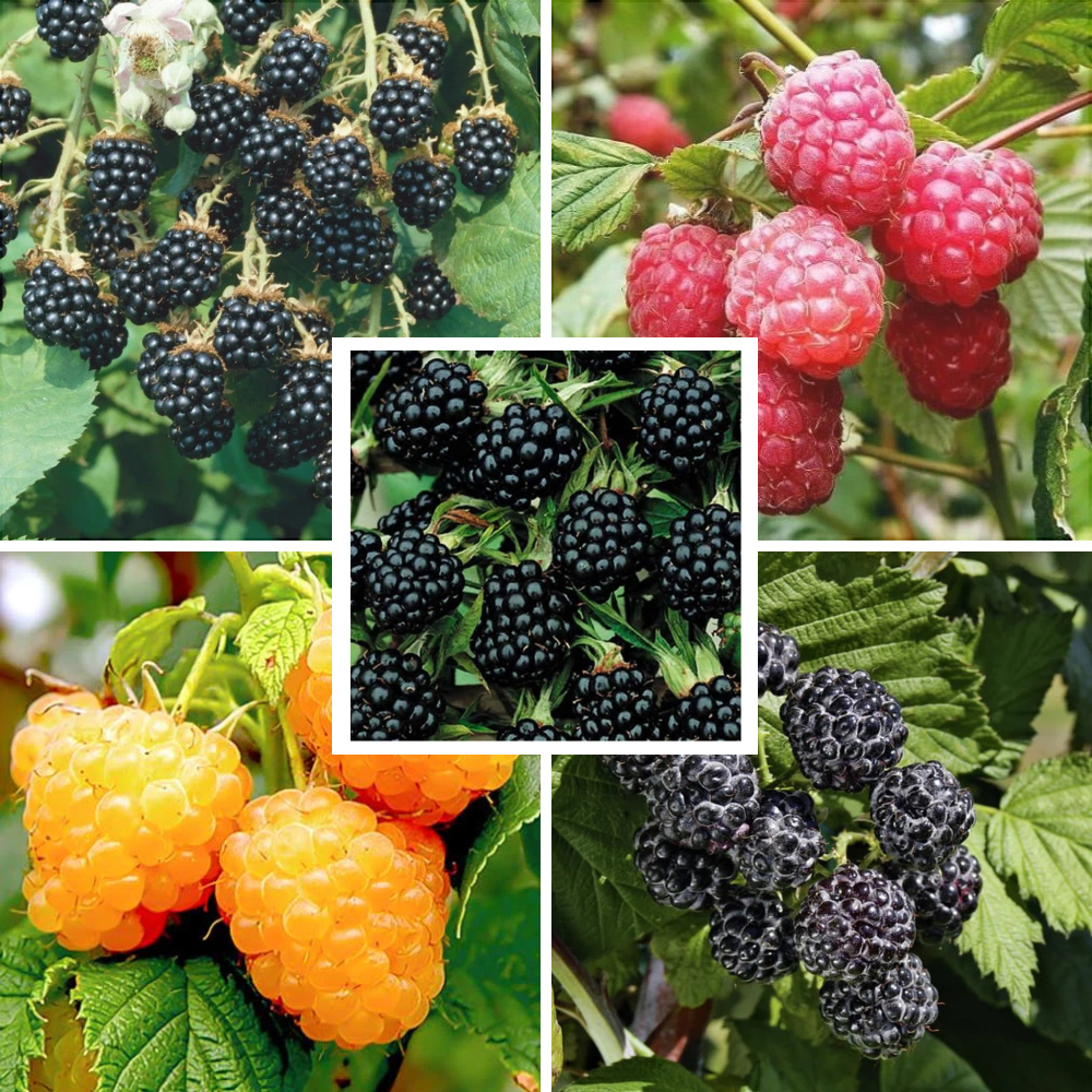 Pachet Mixt 2 Muri, 3 Zmeuri, 5 Bucăți