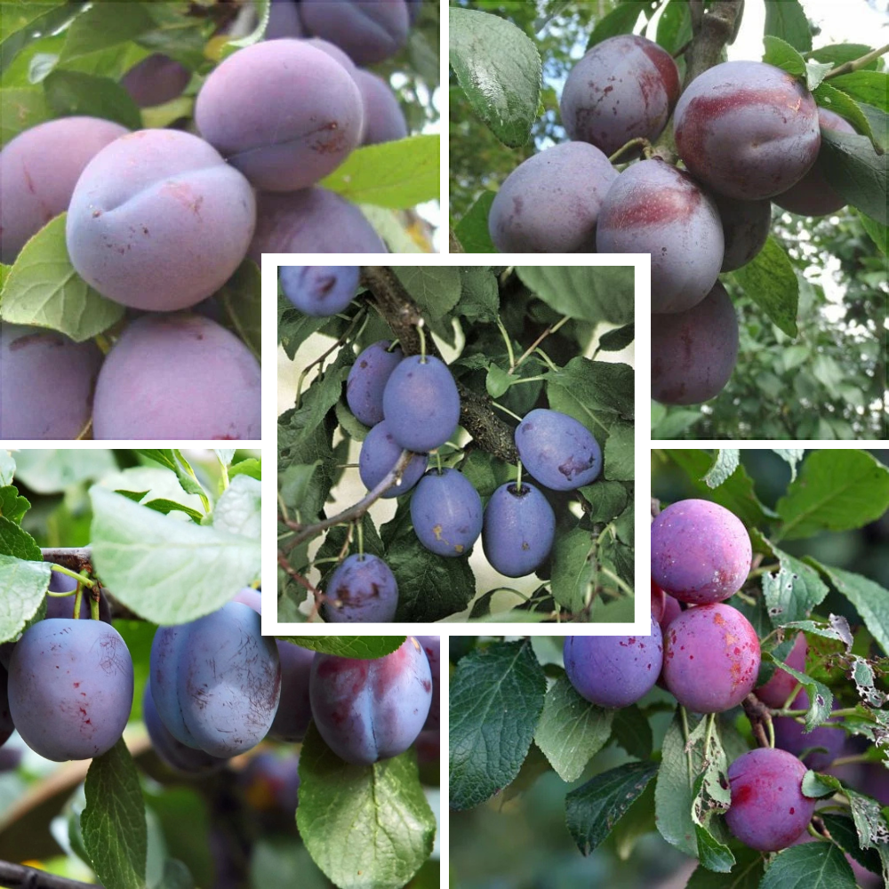 Pachet Mixt Prun 5 Bucăți