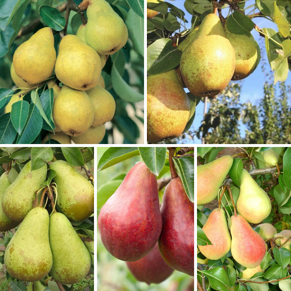 Pachet Mixt 2 Păr 10 bucăți